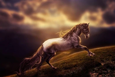 Horse Wallpapers   Android Apps On Google Play