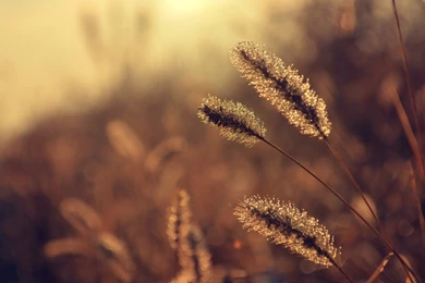 Old Vintage Wallpapers   Desktop Backgrounds