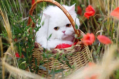 Small Animals Wallpapers   HD Wallpapers