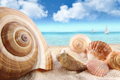 Very Beautiful Seashells, Sea And Sky   HD Wallpapers Download ...