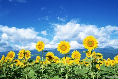 Free Wallpapers Free Flower Wallpapers Sunflower Flowers ...