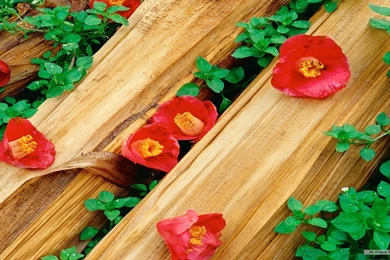 Flower Wallpapers 244   HD Wallpapers