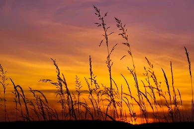 Android Wallpapers Of The Week