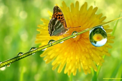 Free Android Wallpaper Images