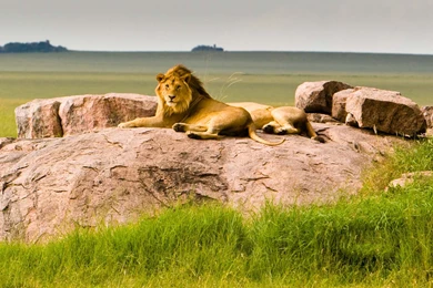 Lion Nice In Hd Wallpapers