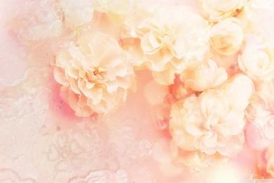 Download White Wild Rose Wallpapers 1920x1080