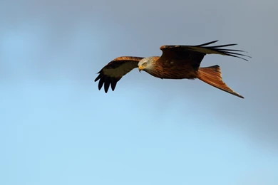 Bird of prey red kite hd wallpapers