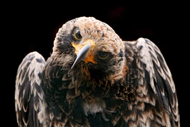 Bird Of Prey Wallpapers Beautiful Falcon Staring