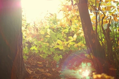 Fairy Tale – Nature Forests HD Desktop Wallpapers