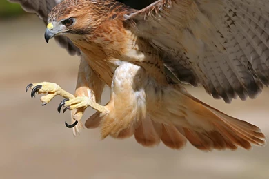 Bird Wallpapers Prey   Wallpapers