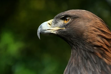 Bird Of Prey Wallpapers