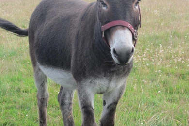 Free Download Wallpapers HD : Donkey Animal Hd Images Free Download ...