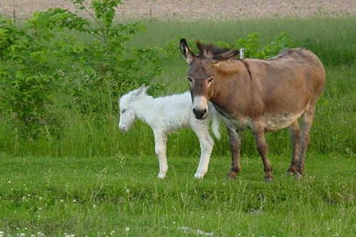 Free Download Wallpapers HD : Donkey Animal Hd Images Free Download ...