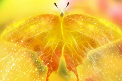 Nice Golden Butterfly,very Cool Butterfly Desktop Backgrounds ...