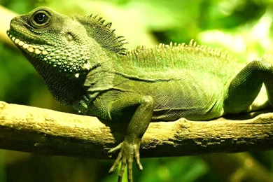 Top 18 Most Beautiful And Unseen Iguana Wallpapers In HD ( New ...