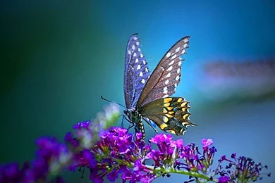 Pretty Hydrangea Wallpapers