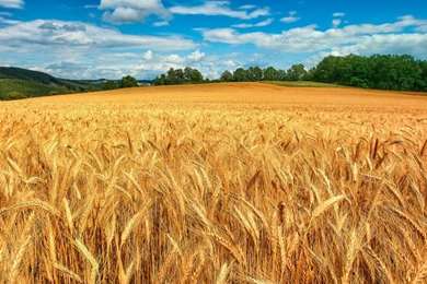 Nature View Of Wheat Field HD Wallpapers