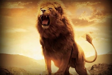 Lion Of Judah On Pinterest