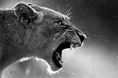 Download Lion Roaring HD Wallpapers In 480x800 Screen Resolution ...