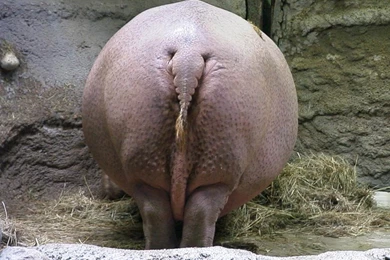 Hippopotamus (Hippo) Wallpapers Picture   Animals Town