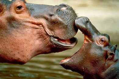 Stacey Salvilla Mom And Baby Hippo Hd Wallpapers   Free Hd Wallpapers