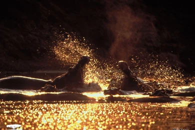 Top Hippopotamus Wallpapers Animal Wallpapers