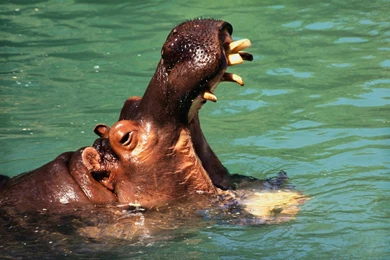 Hippopotamus HD Desktop Wallpapers