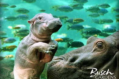 Hippopotalust   Source: Busch Garden
