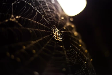 Pics, Facts, Funny Stuff About Animals & Nature Spider Wallpapers