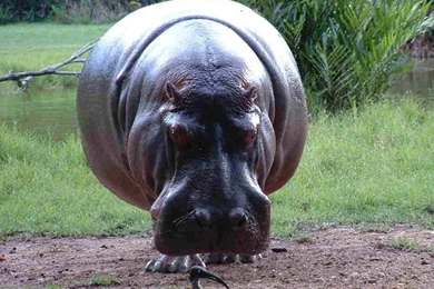 Hippopotamus Pictures « Animal Spot