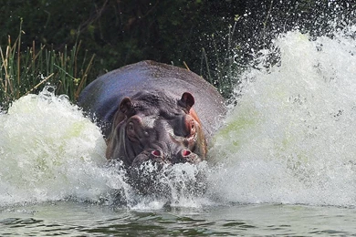 545381_begemot_gippopotam_reka_bryizgi_2500x1819_www.Gde Fon.com.jpg