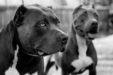 Desktop Hd Pictures Of Blue Pitbull Dogs