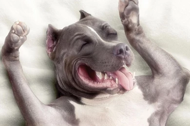 Pitbull Dog New Wallpapers