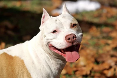 Free Pitbull Wallpapers   Wallpapers Zone