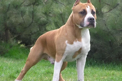 American Pitbull Dogs Wallpapers