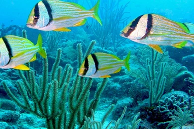 Atlantic Porkfish Anisotremus Virginicus Desktop Wallpapers Hd ...