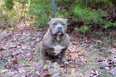 American Pitbull Dogs Wallpapers