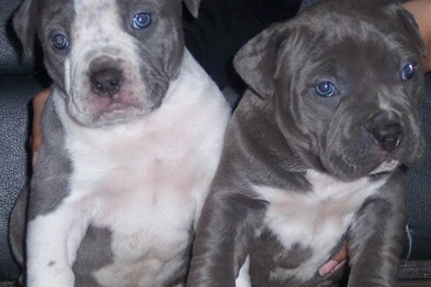 Desktop Pics Of A Red Nose Pitbull 3d Hd Pictures.