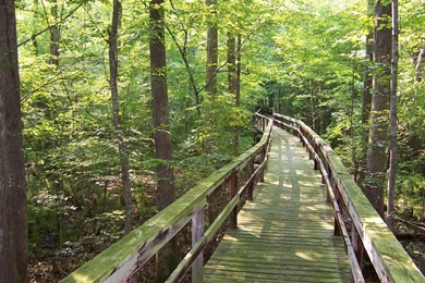 Forest HD Wallpapers Free Download