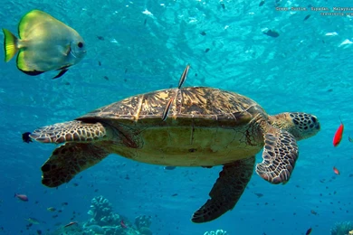 Desktop Hd Photos Of Planet Saturn