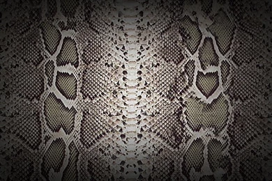 Snake Skin Wallpapers ~ Desktop Wallpapers
