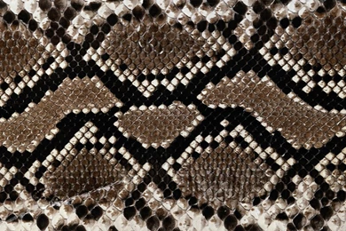 Snakeskin Texture Wallpapers HD, HD Desktop Wallpapers