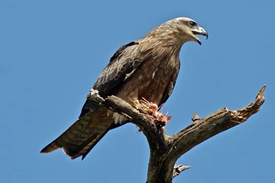 Indian Kites Hd Wallpapers   Free Hd Wallpapers