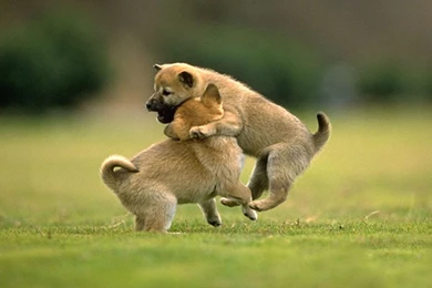 Wallpapers: Animals Wallpapers For Desktop