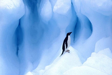 Wallpapers: Animals Wallpapers For Free