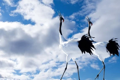 Wallpapers: Animals Desktop Wallpapers