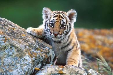 Keywords Animals Wallpapers Animals Desktop Wallpapers Animals ...