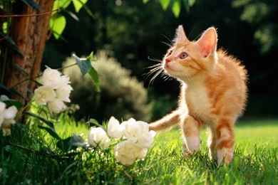 Baby Animals   Free Baby Animals Desktop Backgrounds.