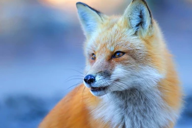 Animals Cute Fox Animal Desktop Wallpapers ~ Animals For High ...