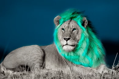 Blue Lion (HD Wallpaper) By MillowArts On DeviantArt